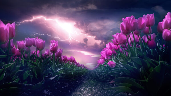 Wallpaper Pink, Flower, Garden, Tulip