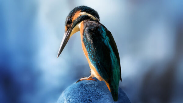 Wallpaper Rock, Sitting, Blue, Mobile, Desktop, Kingfisher, Brown, Sharp, Background, Animals, Nose, Blur, Bird