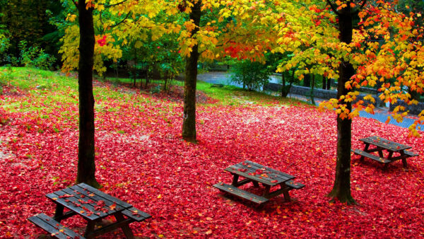 Wallpaper Desktop, Wooden, Benches, Autumn, Nature, Foliage, Mobile, Colorful, Beautiful, With, Park