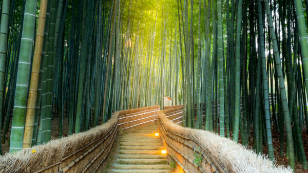 Wallpaper Forest, Bamboo, Between, Desktop, Path, Mobile, Beautiful