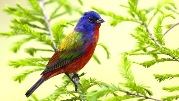 Wallpaper Leafed, Desktop, Branch, Yellow, Red, Parrot, Green, Tree, Violet, Birds