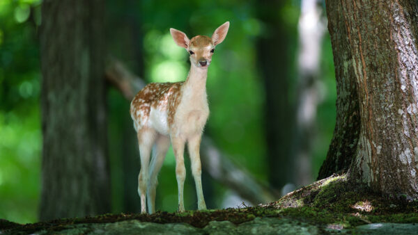 Wallpaper Baby, Standing, Near, Deer, Cute, Tree