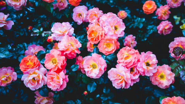 Wallpaper Roses, Mobile, Background, Flowers, Pink, Leaves, With, Spring, Desktop