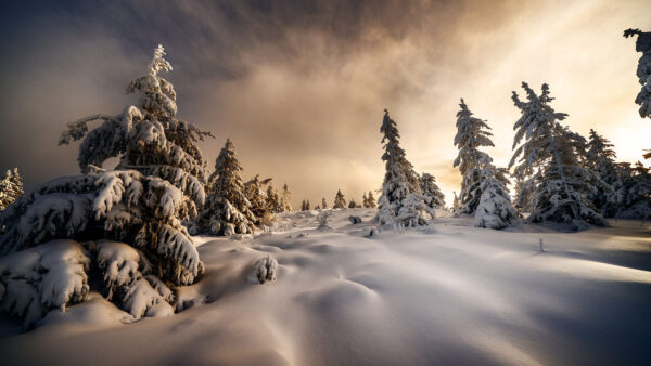 Wallpaper With, Winter, Field, Covered, Landscape, Snow, Nature, Trees, Desktop