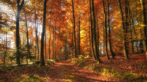 Wallpaper Nature, Dry, With, Leaves, Path, Between, Desktop, Trees, Forest, Sunrays, Colorful, Autumn