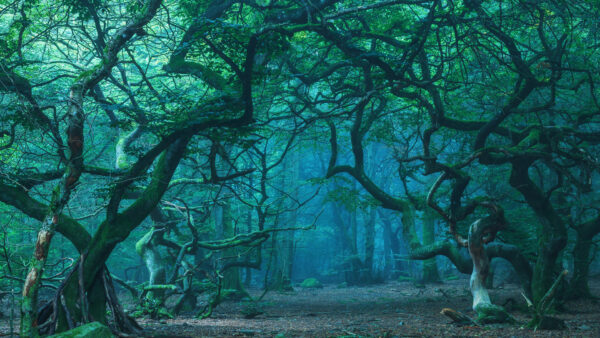 Wallpaper Forest, Nature, Trees, Desktop, Greenery