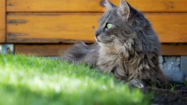 Wallpaper Wooden, Mobile, Gray, Grass, Eyes, Cat, Desktop, Near, Green, Door, Background, With, Sitting