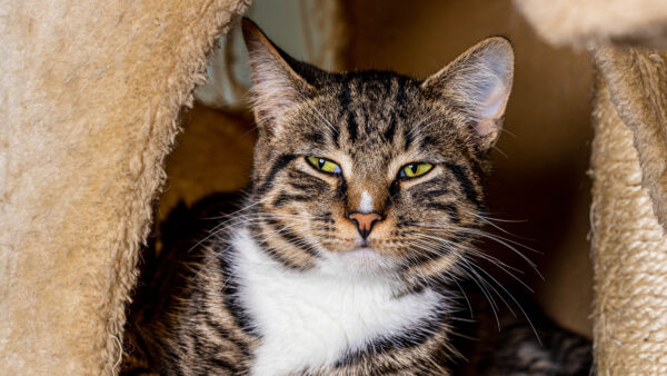 Wallpaper Green, Eyes, Desktop, Cat, Mobile, With