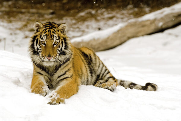 Wallpaper Afternoon, Snowy, Tiger