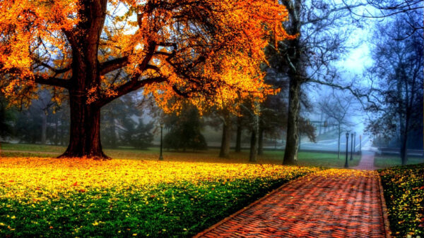Wallpaper Desktop, From, With, Tree, Between, Stone, Pavement, Green, Leaves, Falling, Yellow, Beautiful, Grass