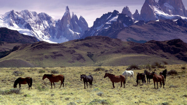 Wallpaper Horse, Mountain, Horses, Field, Grass, With, Desktop, Background
