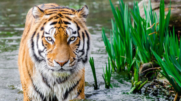 Wallpaper Water, With, Grasses, Desktop, Standing, Tiger, Nearby