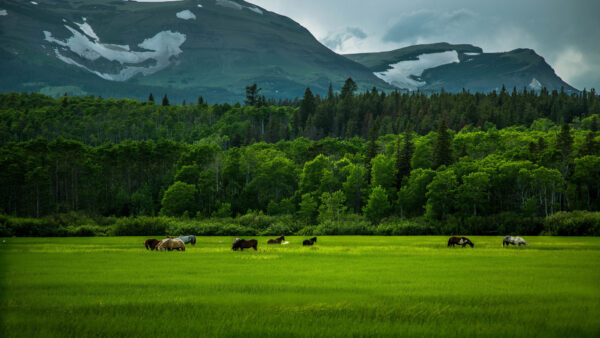 Wallpaper Horse, With, Grass, Background, And, Horses, Trees, Desktop, Mountain, Green