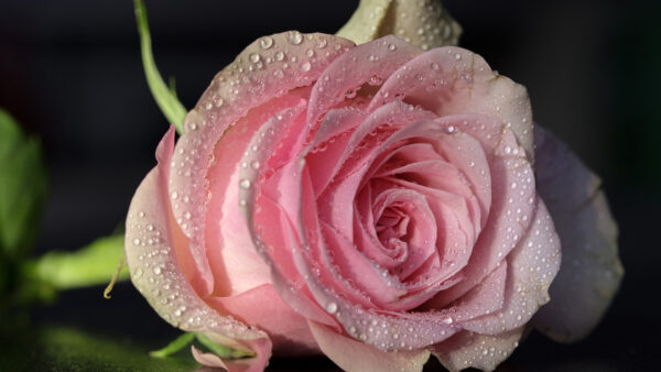 Wallpaper Flowers, Rose, Flower, Water, With, Pink, Drops