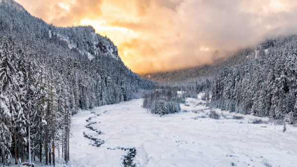 Wallpaper Snow, Forest, Covered, Trees, Frozen, Between, River, Nature