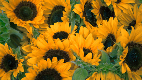 Wallpaper Sunflowers, Desktop, Dark, Flowers, Yellow