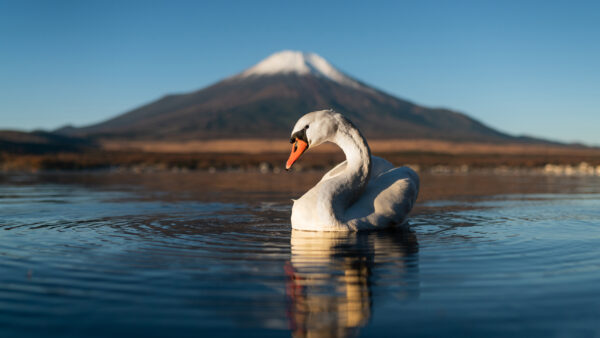 Wallpaper With, White, Desktop, Mountain, Floating, Background, Mute, Animals, Water, Swan, Reflection