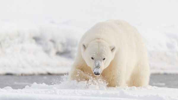 Wallpaper Animals, Snow, Background, White, Desktop, With, Polar, Bear