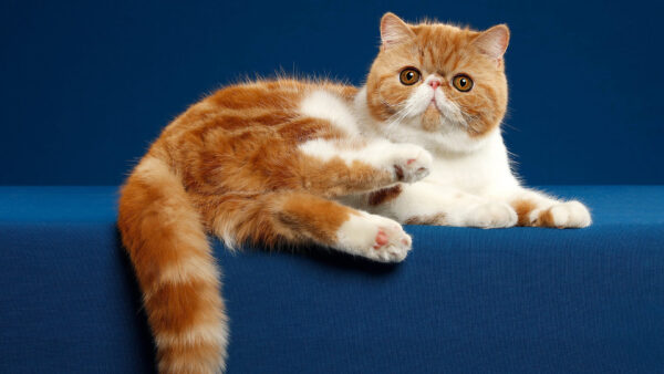 Wallpaper Cat, Chubby, Background, Blue, Lying, Color, Desktop, Table, Animals, And, White, Brown, Down
