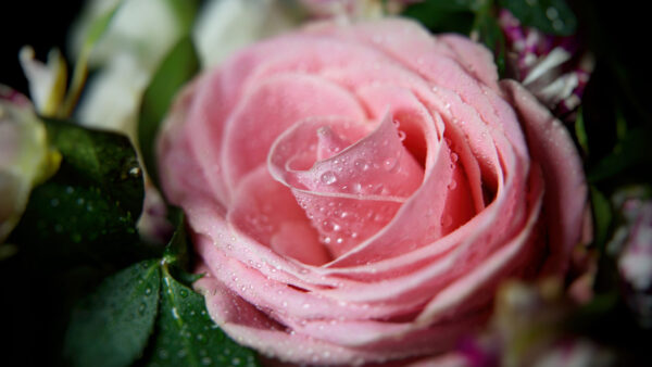 Wallpaper With, Mobile, Rose, Leaves, Pink, Flowers, Desktop, Green, Flower, Drops, Water