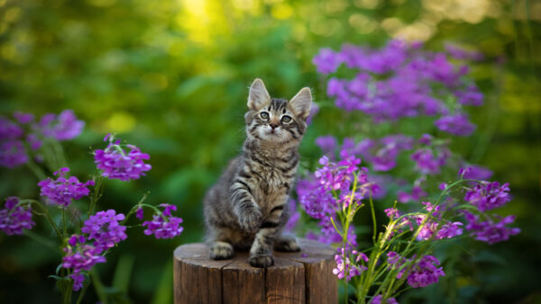 Wallpaper Kitten, Cat, Black, Purple, Sitting, Background, Brown, Wood, Flowers, Trunk