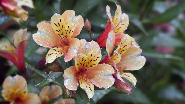 Wallpaper Drops, Mobile, Desktop, Light, Petals, Flowers, Yellow, Red, With, Water