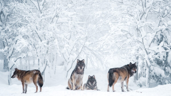 Wallpaper Animal, White, Four, Desktop, Animals, Wolves, Snow