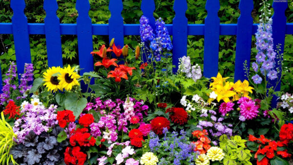 Wallpaper Types, Fence, Flowers, Blue, Background, Different, Bright