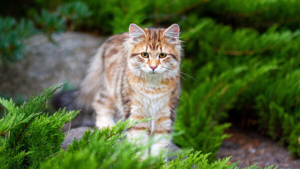 Wallpaper Yellow, Cat, Leaves, Background, Black, Blur, White, Brown, Green, Standing, Eyes