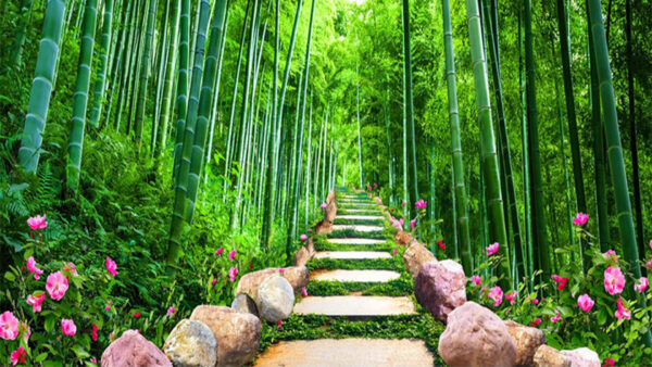 Wallpaper Plants, Steps, Flowers, Pink, Green, Stone, Trees, Bamboo, Between, Path