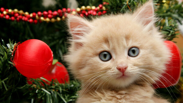 Wallpaper Christmas, Desktop, And, Cute, Kitten, Ornaments