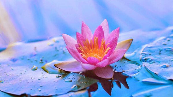 Wallpaper With, Flowers, Pink, Flower, Leaves, Water, Lily