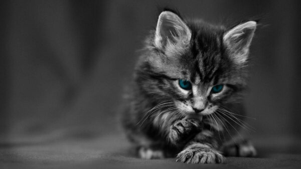 Wallpaper Black, Kitten, Cat, Background, Blue, Eyes