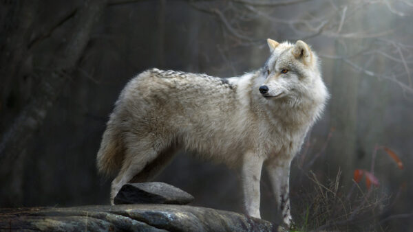 Wallpaper Black, Rock, Background, White, Forest, Wolf, Standing, Dark