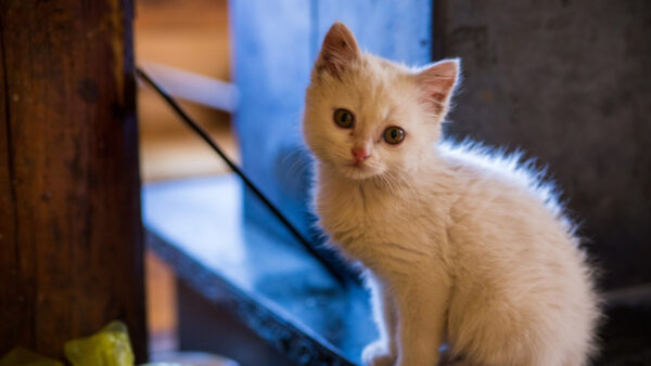 Wallpaper Fur, Cat, Black, Background, White, Long, Kitten, Desktop, Blue