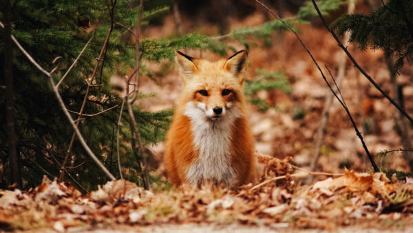 Wallpaper Fox, Forest, Predator, Background