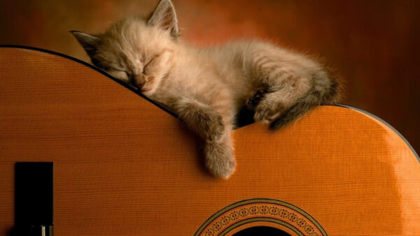 Wallpaper Kitten, Sleeping, Cute, Guitar, Desktop