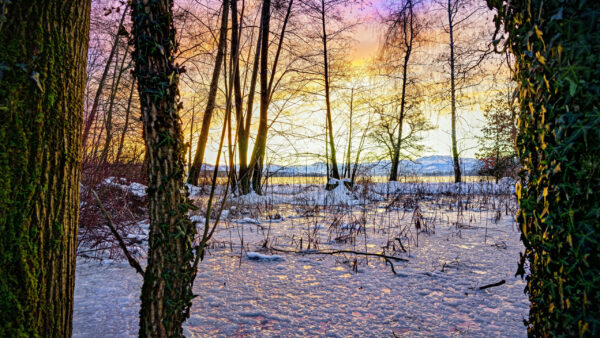 Wallpaper Branches, Nature, During, Tree, Snow, Covered, Swamp, Sunset
