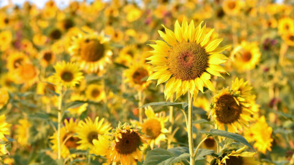 Wallpaper Yellow, Plants, Flowers, Background, Sunflowers, Field, Petals, Blur