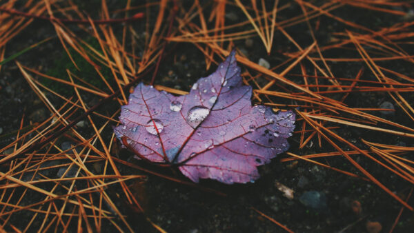 Wallpaper Leaf, Drops, Autumn, Water, Purple, With