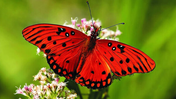 Wallpaper Flowers, Dots, Background, Butterfly, Black, Design, Green, Red