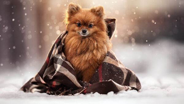 Wallpaper Spitz, Dog, Snow, Brown, Background, Cloth, With, Blur, Sitting, Bokeh