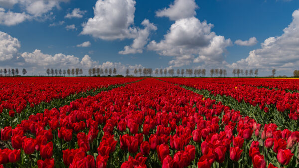 Wallpaper Blue, Clouds, Green, Tulip, Field, With, Mobile, Sky, White, Desktop, Under, Red, Flowers, Leaves