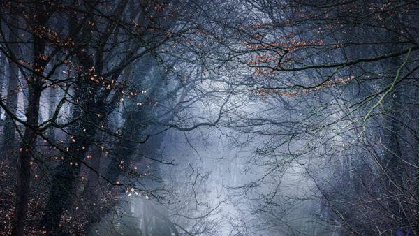 Wallpaper Background, Nature, Forest, Fog, Desktop, Branches, Tree, Mobile