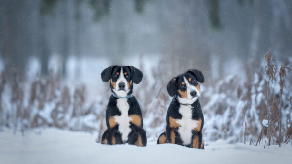 Wallpaper Background, Are, Dog, Dogs, Snow, White, Sennenhund, Brown, Snowfall, Sitting, Black, Two