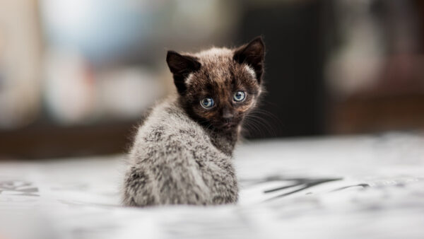 Wallpaper Kitten, Brown, Background, Dark, Short, Blur, Gray, Haired, Cat