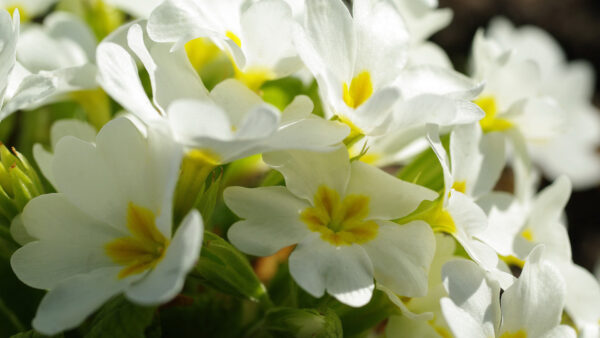 Wallpaper White, Primula, Flowers, Black, Background