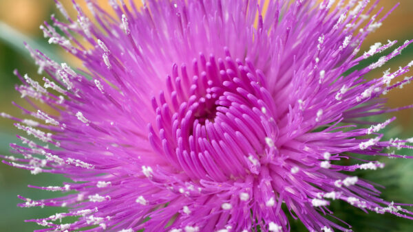 Wallpaper Petals, Flowers, Flower, White, Light, Purple