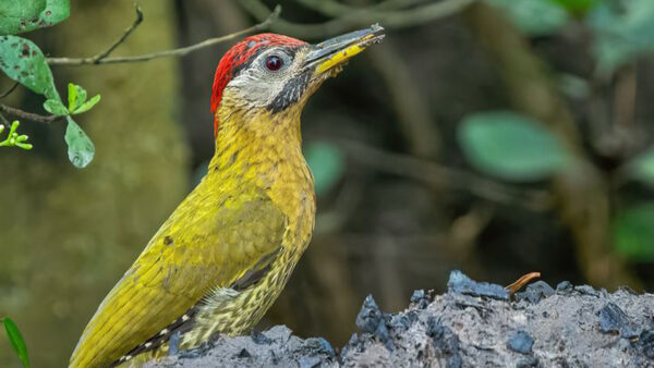 Wallpaper Red, Woodpecker, Background, Green, Yellow, Laced, Birds, Blur