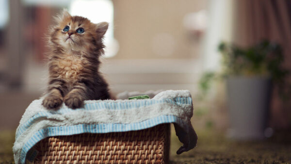 Wallpaper Eyes, Basket, Blue, Cat, White, Inside, Cute, Brown, Bamboo, Kitten